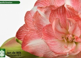 hippeastrum Beautiful Emotion (3)